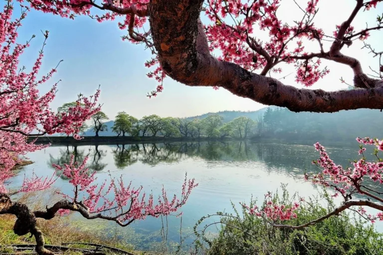 반곡지 - 경산여행 여행
