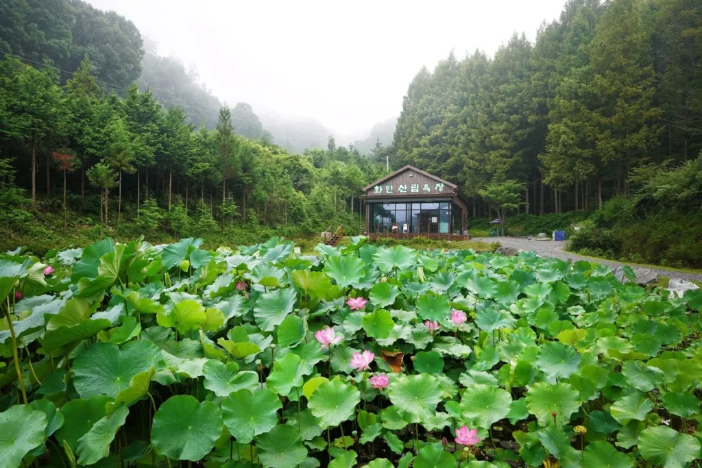 화인산림욕장 - 옥천군 여행