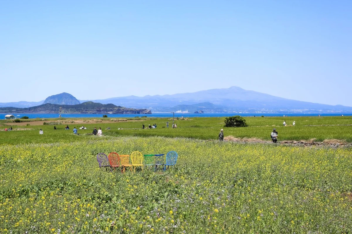 제주 유채 꽃 (출처 : 한국관광공사)