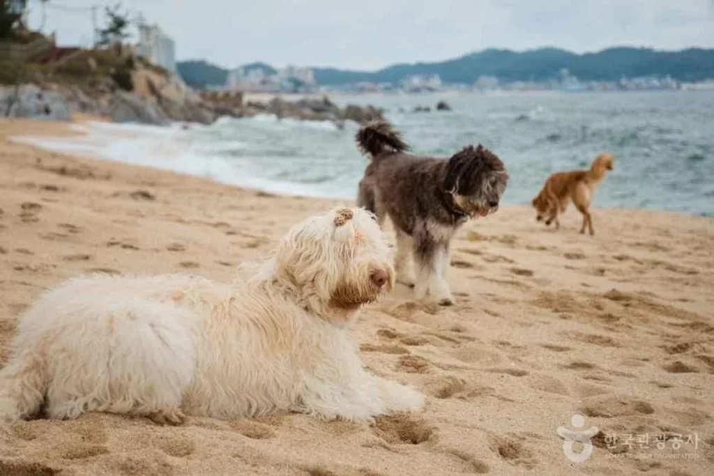 수안보 반려견 동반 (출처 : 한국관광공사)
