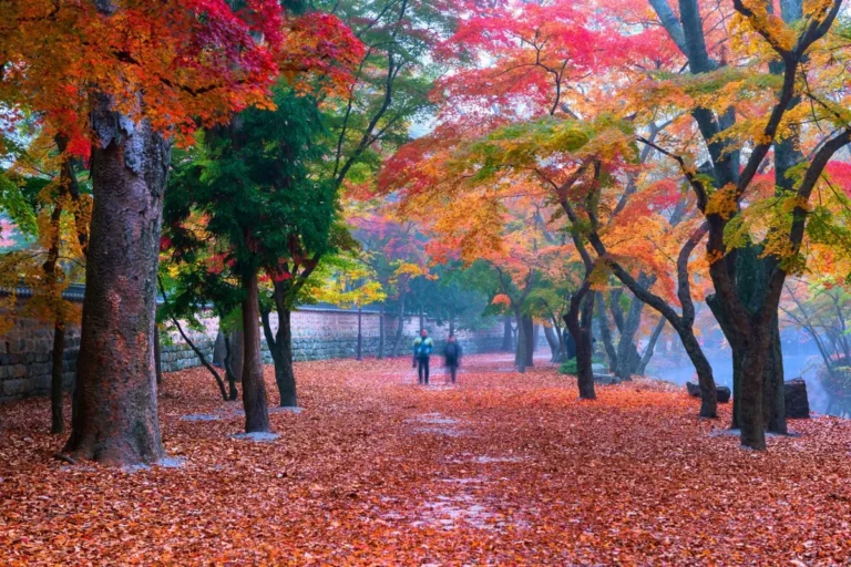 선운사 - 고창산책로 여행