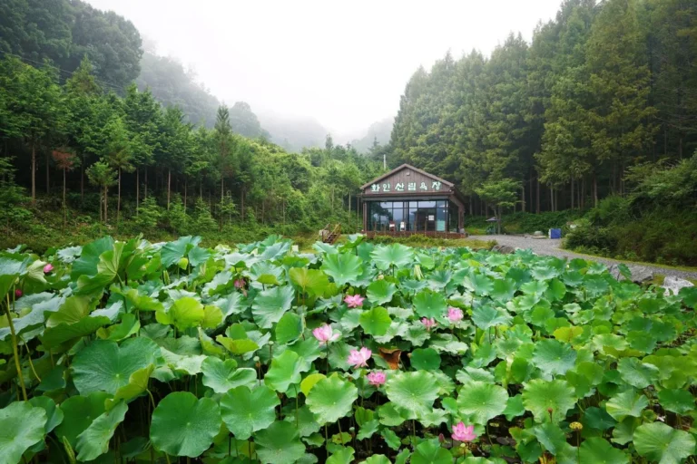 화인산림욕장 - 옥천군 당일치기 여행