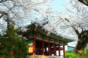 경포대 캠핑 (출처 : 한국관광공사)